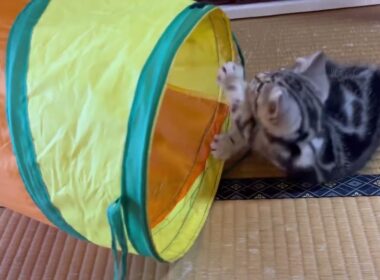 元気に戻った子猫たち。初めてルンバ見た反応は？
