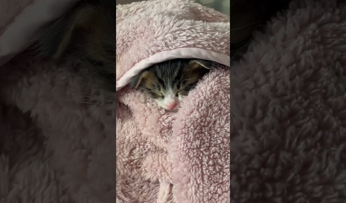子猫の寝姿がかわいすぎ【赤ちゃん猫】【保護猫　子猫】