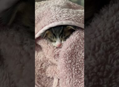 子猫の寝姿がかわいすぎ【赤ちゃん猫】【保護猫　子猫】