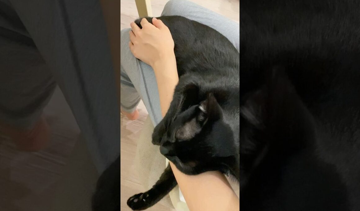 甘えんぼ黒猫　#ボンベイ #子猫 #cat #bombay #猫のいる暮らし #猫好きさんと繋がりたい #ねこ #ねこ動画 #かわいい #癒やし #抱っこ #ねこのいる生活