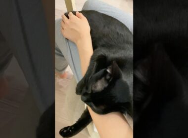 甘えんぼ黒猫　#ボンベイ #子猫 #cat #bombay #猫のいる暮らし #猫好きさんと繋がりたい #ねこ #ねこ動画 #かわいい #癒やし #抱っこ #ねこのいる生活