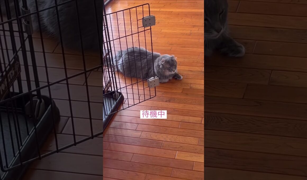 監視中 #ねこ動画 #アメリカンカール #shortsvideos
