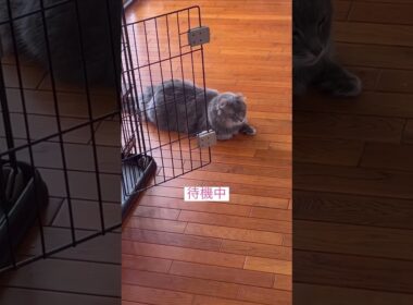 監視中 #ねこ動画 #アメリカンカール #shortsvideos