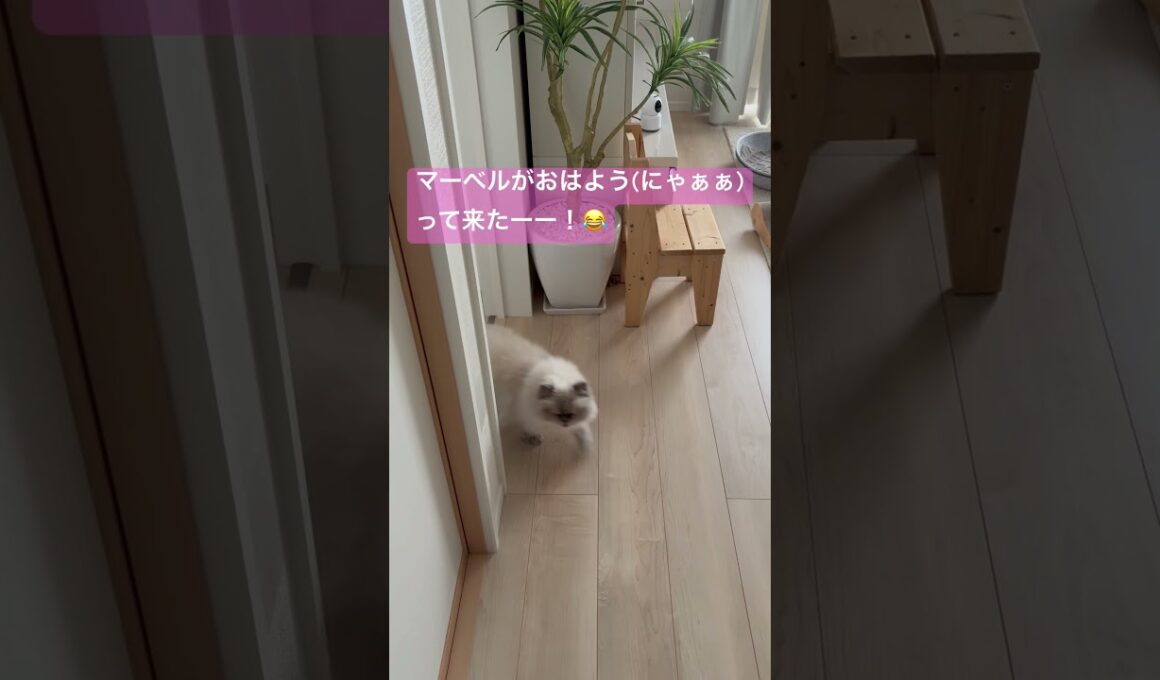 朝の挨拶するヒマラヤンのマーベル🐈🐾 #cat #元気になる動画 #猫好きさんと繋がりたい  #猫のいる暮らし #元気お届け #ねこ #shorts