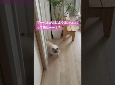 朝の挨拶するヒマラヤンのマーベル🐈🐾 #cat #元気になる動画 #猫好きさんと繋がりたい  #猫のいる暮らし #元気お届け #ねこ #shorts