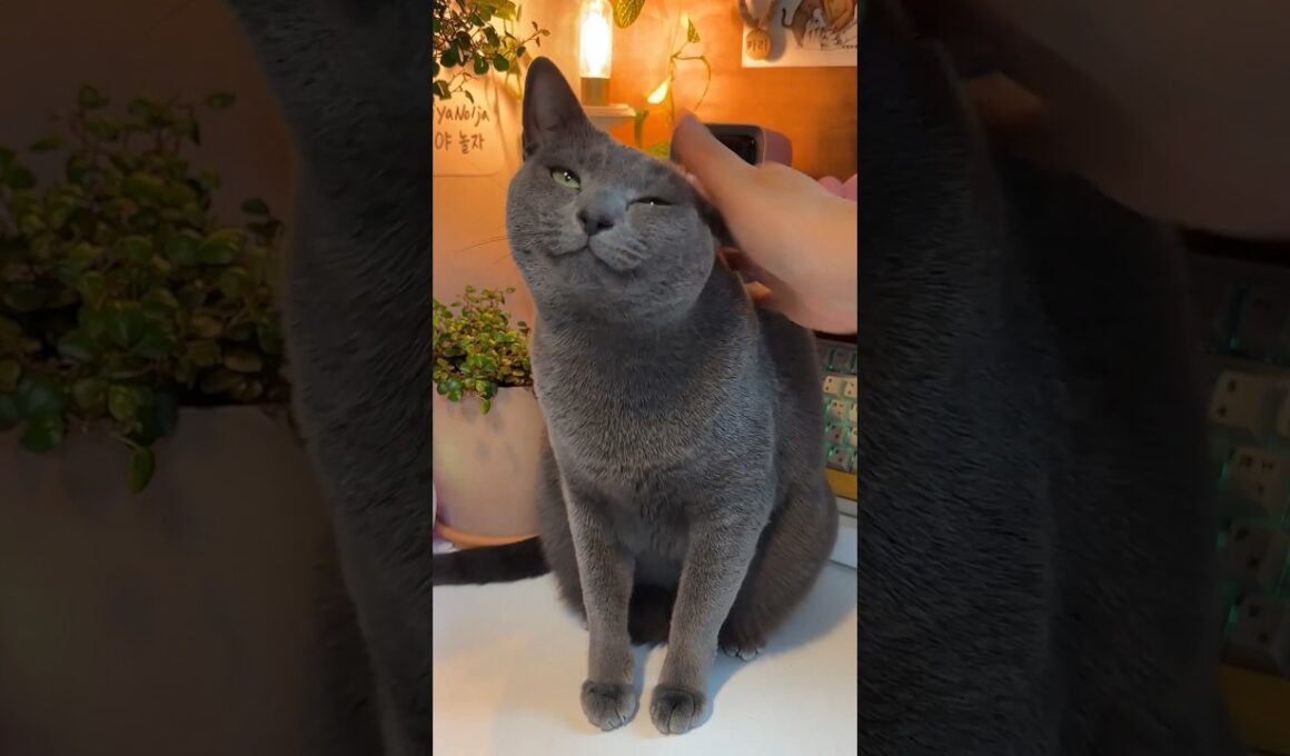 기분 좋은 고양이 #cat #야바위