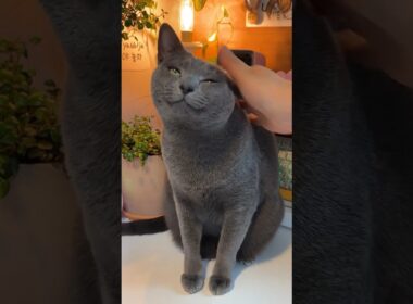 기분 좋은 고양이 #cat #야바위