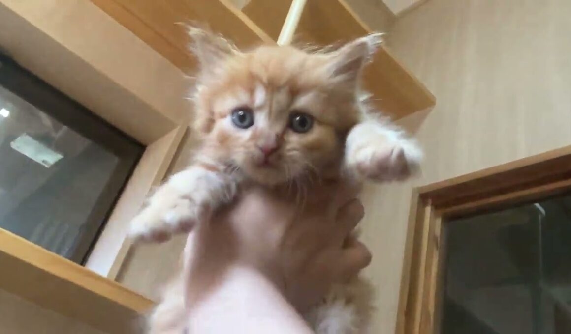 マンチカン お目目くりくり✨ふわふわロングの長足くん✨