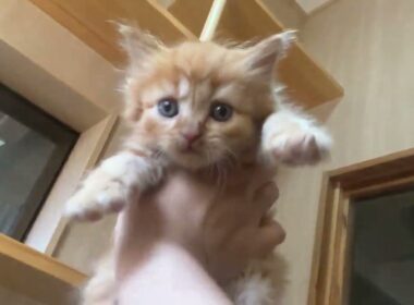 マンチカン お目目くりくり✨ふわふわロングの長足くん✨