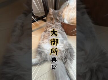 生後6ヶ月にして貫禄たっぷりの子猫#猫 #サイベリアン #cat #大御所