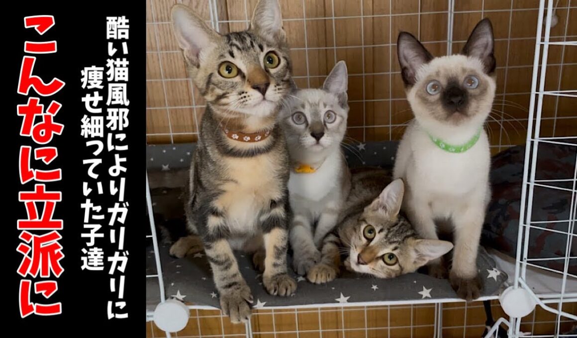 一時期はどうなる事かと思った心配だった子猫軍団です