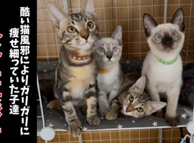 一時期はどうなる事かと思った心配だった子猫軍団です