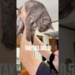#甘えん坊猫 #おろして #おねだり成功 #lazycats #egyptianmaucat #エジプシャンマウ #エジプシャンマウスモーク #ねことくらすしあわせ #shorts