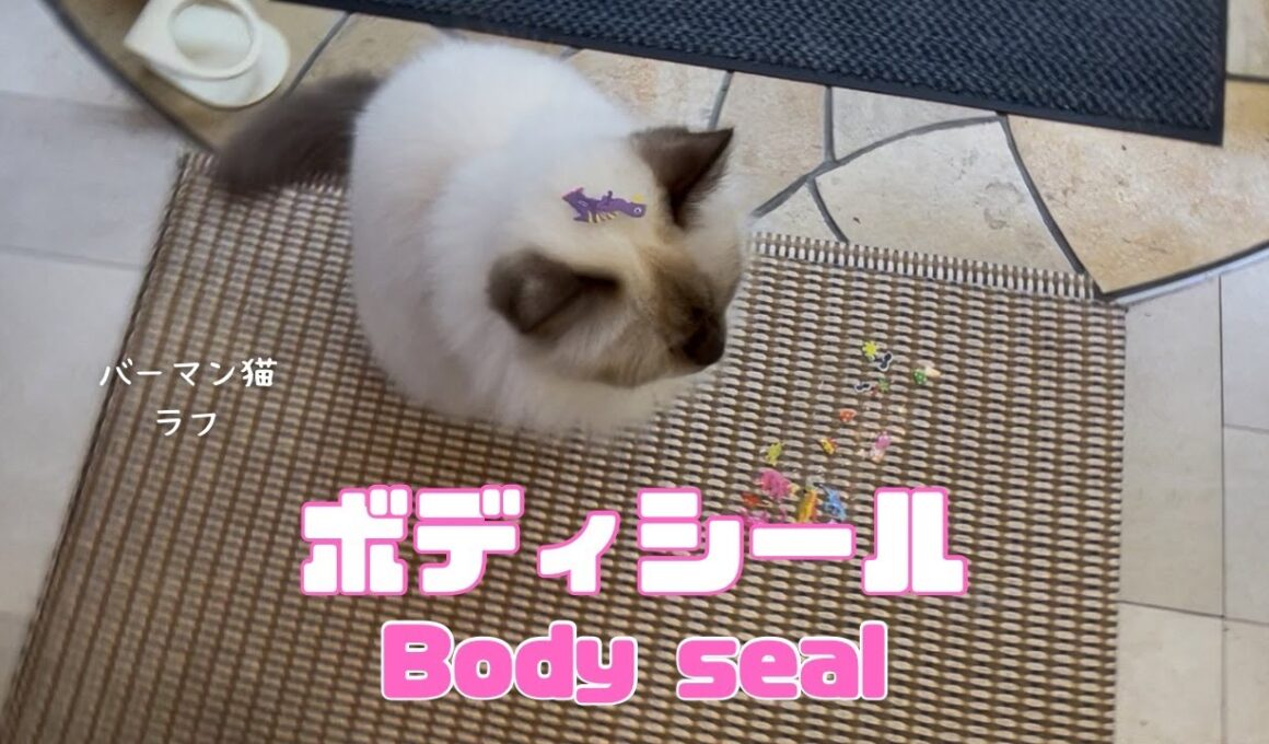 バーマン猫ラフ【ボディシール】Body seal（バーマン猫）Birman/Cat