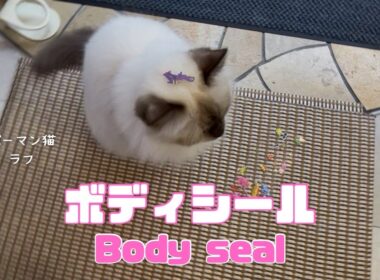 バーマン猫ラフ【ボディシール】Body seal（バーマン猫）Birman/Cat