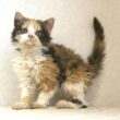 セルカークレックス子猫　Selkirk Rex　2025.5.28産まれ　キャリコ　三毛猫　巻き毛　女の子　シーダキャット猫のお店