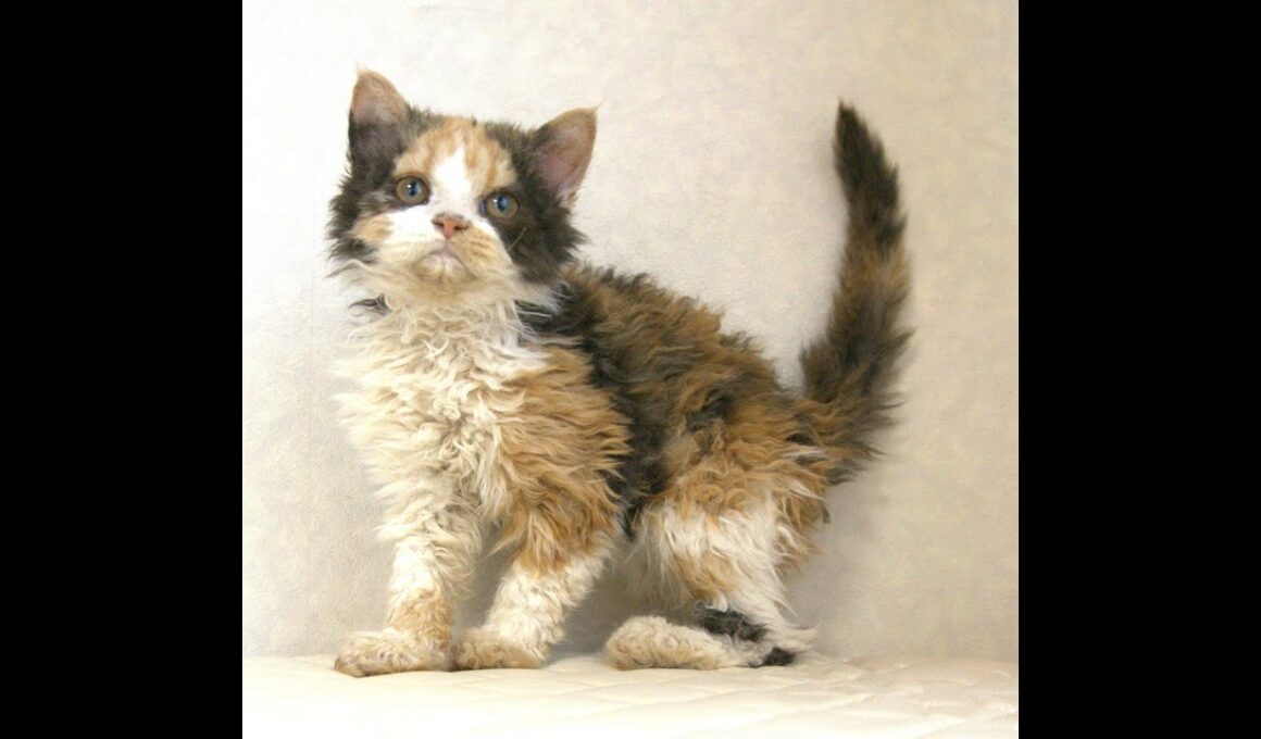 セルカークレックス子猫　Selkirk Rex　2025.5.28産まれ　キャリコ　三毛猫　巻き毛　女の子　シーダキャット猫のお店