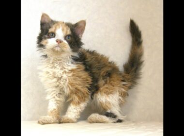 セルカークレックス子猫　Selkirk Rex　2025.5.28産まれ　キャリコ　三毛猫　巻き毛　女の子　シーダキャット猫のお店
