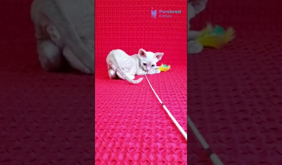 Adopt Jay-Jay: The Cream Devon Rex Kitten 😻 Hypoallergenic, Sweet & Full of Purrs!#DevonRex