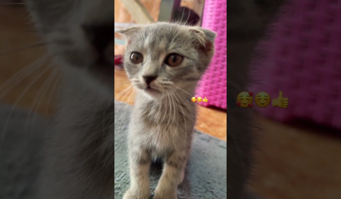 Cutest Kittens Ever! 🐱❤️ | Funny & Adorable Cat Shorts