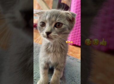 Cutest Kittens Ever! 🐱❤️ | Funny & Adorable Cat Shorts