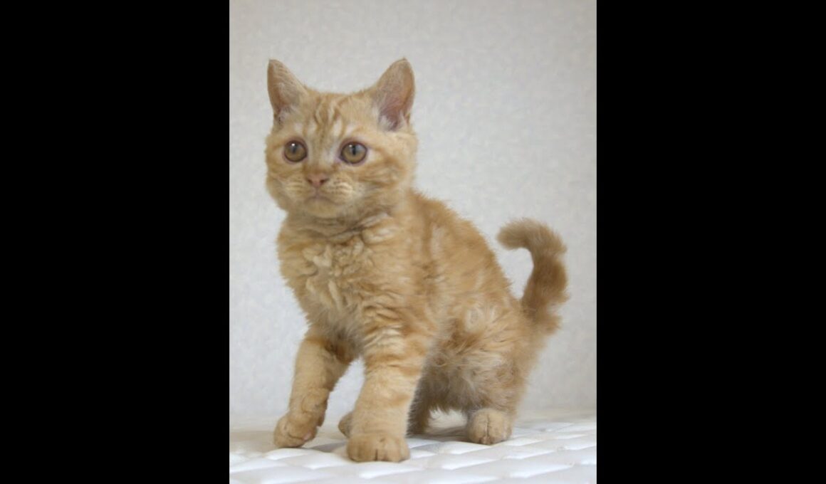 セルカークレックス子猫　Selkirk Rex　2025.5.28産まれ　レッドタビー　巻き毛　男の子　シーダキャット猫のお店