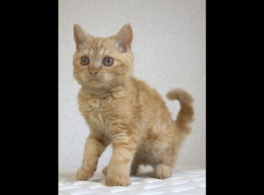 セルカークレックス子猫　Selkirk Rex　2025.5.28産まれ　レッドタビー　巻き毛　男の子　シーダキャット猫のお店