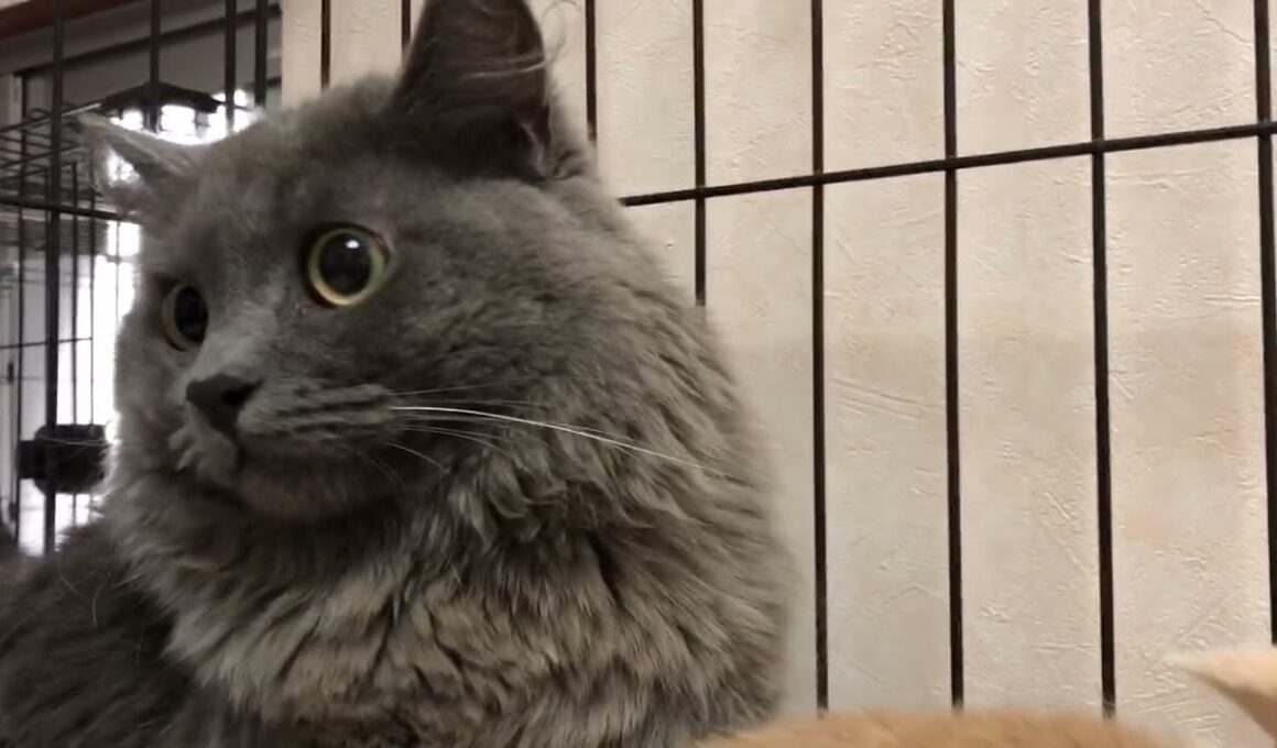 グレー一色ロング毛マンチカン