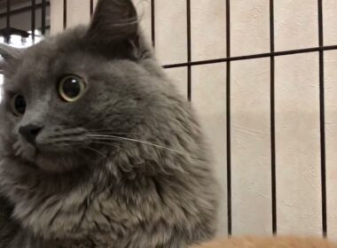 グレー一色ロング毛マンチカン