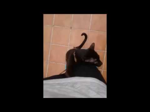 Havana brown cat Gauderic