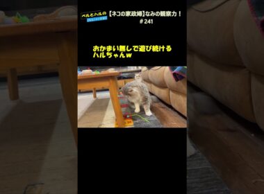 【ネコの家政婦】なみの観察力！＃241 #スコティッシュ #セルカークレックス #cat #長毛猫 #家政婦