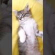 油断しすぎた体勢で眠りにつく子猫【赤ちゃん猫　保護猫】