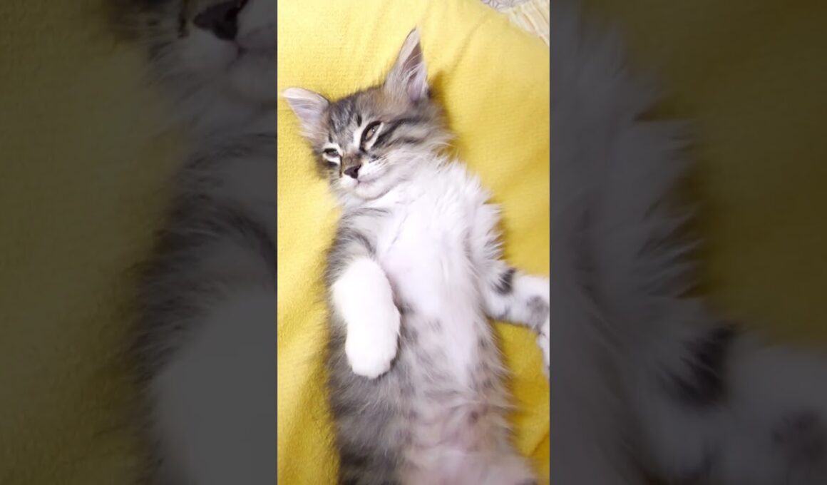 油断しすぎた体勢で眠りにつく子猫【赤ちゃん猫　保護猫】