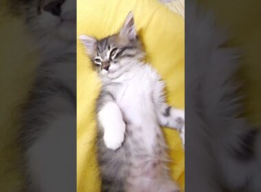 油断しすぎた体勢で眠りにつく子猫【赤ちゃん猫　保護猫】