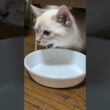 シャムの子ネコ雫ちゃん。塩分カットのチーズ、美味しく食べる。気に入ってくれた