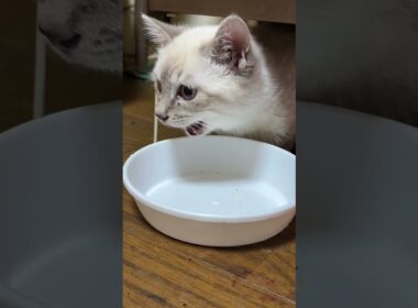 シャムの子ネコ雫ちゃん。塩分カットのチーズ、美味しく食べる。気に入ってくれた