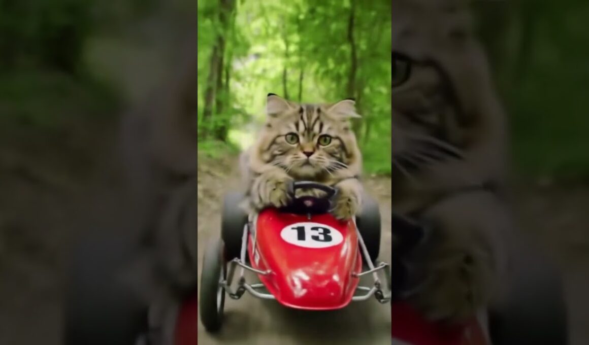 The Speed Trials of Commander Whiskers