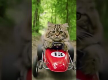 The Speed Trials of Commander Whiskers