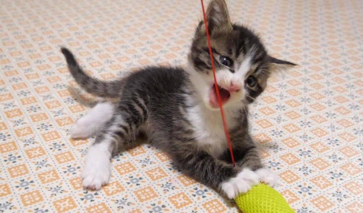 子猫のユメちゃんチコちゃんのオフショット 7　猫じゃらしに夢中になるふたり【赤ちゃん猫　保護猫】