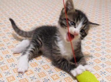 子猫のユメちゃんチコちゃんのオフショット 7　猫じゃらしに夢中になるふたり【赤ちゃん猫　保護猫】