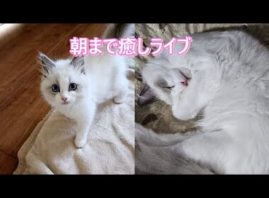 ラグドールの日常癒しライブ⑮【ループ】#cat#癒し
