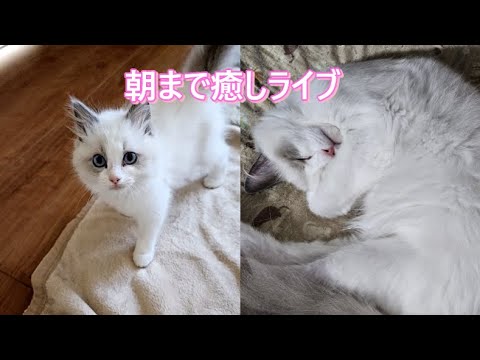 ラグドールの日常癒しライブ⑮【ループ】#cat#癒し