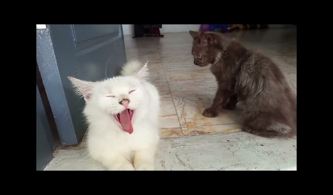 LAGA KUCING! Dari Gelut Lucu Langsung Makan Bareng, Ibu Malah Ngantuk Aja 😂"#fau-chan #kucinglucu