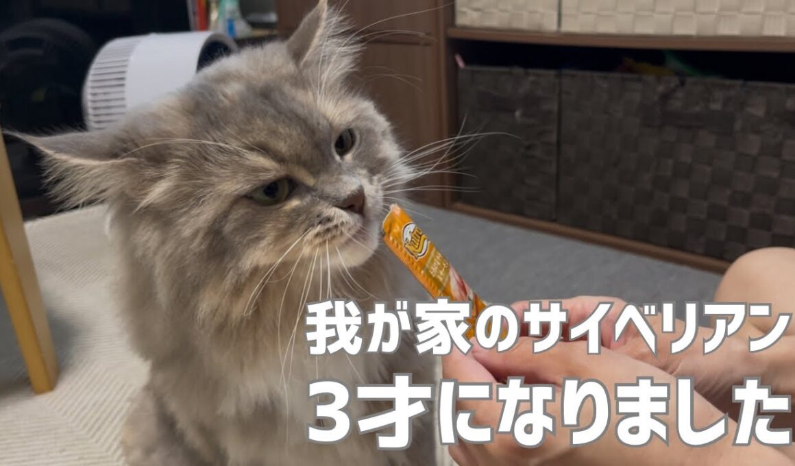 我が家のサイベリアンが3才になりました！