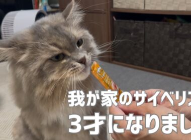 我が家のサイベリアンが3才になりました！