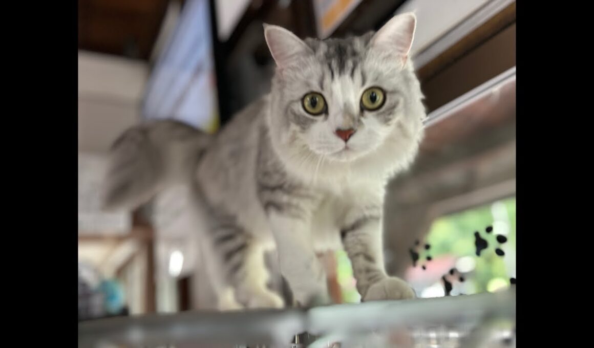 ねこ駅長さんチャンネル！今日はSoraくんがライブ配信中！