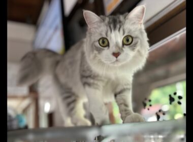 ねこ駅長さんチャンネル！今日はSoraくんがライブ配信中！