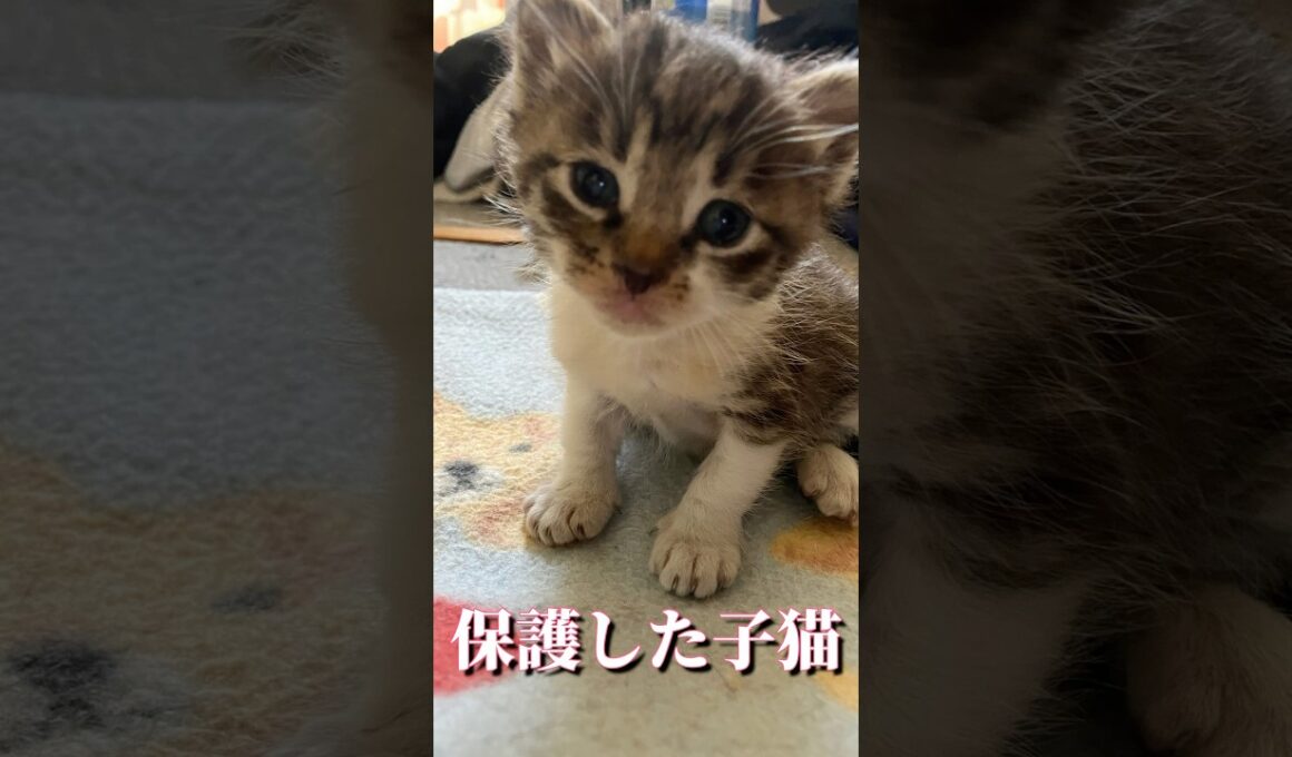 迷子の子猫ちゃん🐱ドアの前に置き去りにされた子猫！😅#子猫 #保護猫 #catlovers