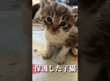 迷子の子猫ちゃん🐱ドアの前に置き去りにされた子猫！😅#子猫 #保護猫 #catlovers