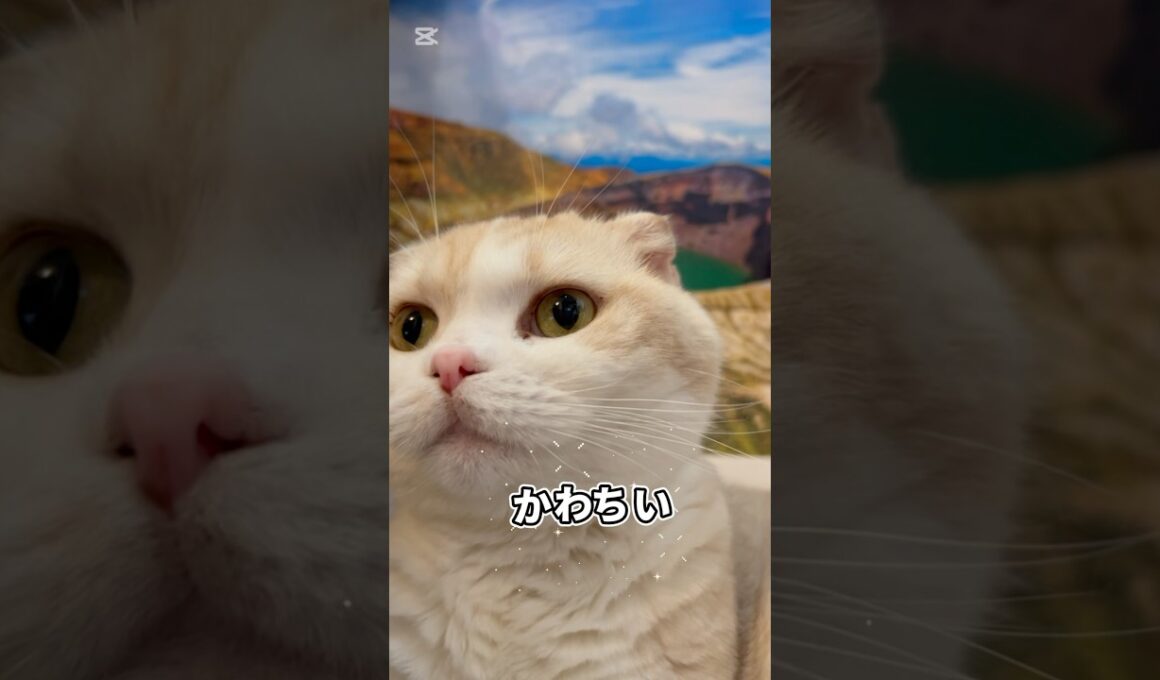 猫がお釜へ#苏格兰折耳猫 #cat #宮城#スコティッシュフォールド